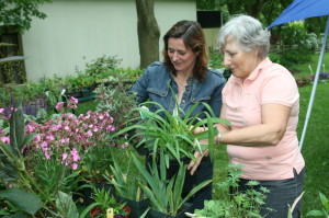 SHARE WAS SELLING PLANTS SATURDAY Sending Help And Resources Everywhere (SHARE) held their annual plant sale Saturday at Cheltenham General Store. There was a wide range of annuals and perennials available. Lynne Moore and Irene Wilson of SHARE were looking through the inventory. Photo by Bill Rea