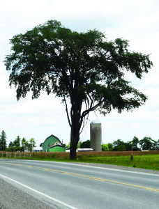 TOWN WANTS HENRY TO HAVE HERITAGE DESIGNATION Heritage Caledon is looking for trees in town worthy of designation for their historic significance, and they believe the tree known a Henry qualifies. Henry is a healthy elm tree on the south side of Charleston Sideroad, about half way between St. Andrew's and Mountainview Roads, and the Town is willing to enter into an agreement to pick up the costs of its preservation. Caledon council recently passed a motion to that effect, pointing out Henry was one of the few survivors of Dutch Elm Disease that devastated thousands of trees that once shaded local roads. Photo by Bill Rea