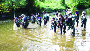 ELECTROFISHING IN THE CREDIT There was a host of volunteers, including Caledon Councillor Allan Thompson, out Friday in the Credit River in Terra Cotta for Credit Valley Conservation's (CVC) Electrofishing Volunteer Day. Electrofishing is a non-lethal fish sampling method which allows repeatable standardized sampling of a stream. It involves the use of electrical current to temporarily stun fish so that they can be identified, weighed, measured and then released. The types and numbers of fish identified through this method provide indicators of water quality. Photo by Bill Rea