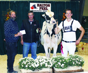There was lots of livestock being shown at the Fair. Peter Christie of Terra Cotta showed Chrisland B Miss Personality in the Holstein Cattle Show Friday night. She was named Top Yearling in the show. The presentation was made by sponsors Jim Armstrong of Monteith Holsteins and James Johnston.