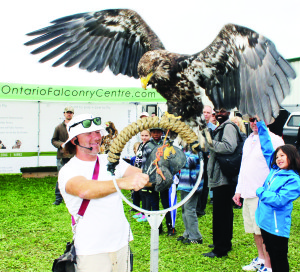 This three-year-old female bald eagle wasn't alone in having a high time over the weekend. Crowds had lots of fun at Brampton Fall Fair. This bird was being shown by Sam Trentadue of Ontario Falconry Centre. Photo by Bill Rea
