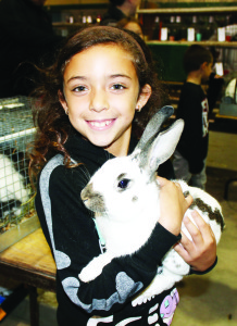 The Rabbit Show attracted lots of attention Sunday. Mercedes Goldberger, 8, of Mississauga was cuddling her English spot Buck Tom, who was named Best of Breed.