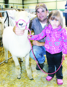 Josh Groves and his daughter Felicity, 2, from Brantford were busy showing sheep.