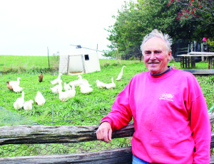 Gerald Donnelly stands by a yard of birds, mostly Aylesbury ducks. Some of them will be accompanying him to the Royal Agricultural Winter Fair next month. Photo by Bill Rea