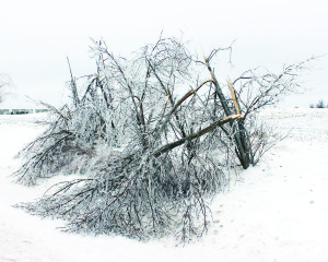 Mother Nature showed her might throughout the Greater Toronto Area in last week's ice storm. The result was many trees in the area collapsed under the weight, including this one on Dixie Road, and many were without power for days. Photo by Bill Rea