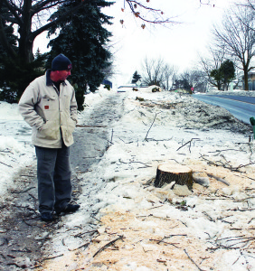 Kevin Attard looks over the boulevard on Humberlea Road, where a line of ash trees used to stand. Photo by Bill Rea