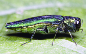 46-eab - 2.75 inch