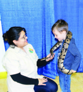 The arena floor at the Albion-Bolton Community Centre was a hive of activity over the weekend for the annual Caledon Home and Lifestyle Show, put on by the Caledon Chamber of Commerce. One of the attractions Saturday was a display of animals from the Amazing Rain Forest. Virana of Amazing Rain Forest introduced Ethan Smercina, 5, from Caledon East, to Rocky, the ball python.