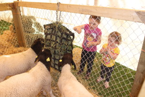 There were many different types of farm animals on display, including these sheep that Chelsea Reid, 4, of Erin and her sister Kylie, 21 months, got to meet.