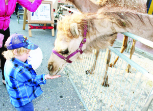 The crowds were out and in a fun-filled mood Friday night for the annual Midnight Madness, held by the Bolton Business Improvement Area (BIA).  The attractions included a variety of interesting animals. Liam Brown, 4, of Bolton got the chance to make friends with this camel.