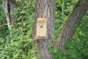 Efforts are being made to make sure birds that had been nesting in the cabins find alternate accommodation.