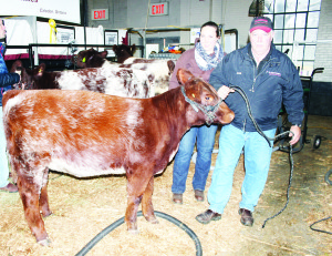 Exhibitors from Caledon have been prominent this week at the Royal Agricultural Winter Fair in Toronto. Dave Currie and his daughter Jessica Stevens of the Inglewood area Flightpath Registered Shorthorns were busy getting Little Cedar Starlet ready for competition in the class for female calf born in 2014, minimum three months of age class in the Shorthorn Show, in which she finished fourth.