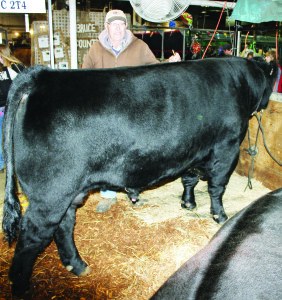 Bill Jackson of Tullamore Farms was getting Tullamore Baloo 19A ready for the angus bull's successful showing in the class for Bull Yearling born Jan. 1 to March 31, 2013.