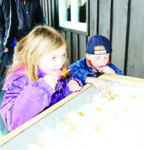 Terra Cotta Conservation Area has been a very popular place over the last couple of days with the Sugarbush Maple Syrup Festival. One of the fun activities is making chewy treats by combining syrup with ice. Kaylee Preece, 8, of Georgetown and her brother Brady, 6, were having lots of fun doing just that Monday.