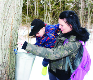 The sap was filling these pails attached to trees. Holly Chalmers of Hamilton was making sure Ryder, 2, got a good look Saturday. Photos by Bill Rea