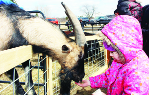 There were plenty of interesting animals to make friends with and feed. Nevaeh Rouse, 4, of Orangeville was offering a handful of goodies to George the Billy Goat. There was lost of crafts for the youngsters to work on. Elijah and Alora Friesen or Georgetown were busy with their creations. Photos by Bill Rea