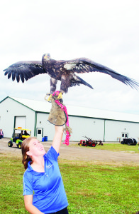 Nicole Morrison of Kingsport Environmental had to hold on tight as Storm, a six-month-old bald eagle spread her wings.