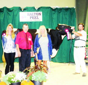 The Grand Champion Female in the Holstein Show was Hilda, an eight-year-old mature cow shown by Matt Williamson, representing the Christie family. On hand for the award presentation was Peel-Dufferin Queen of the Furrow Natalie Vink, Marsha Christie and judge Doug Peart of Hagersville.