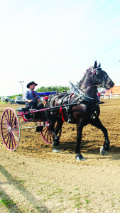 Richard Robertson of Lindsay drove this Percheron George to first place in the singles class in the Heavy Horse Show.