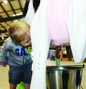 Those attending the Fair got the chance to experience what it's like to milk a cow on this scale model. Sawyer Karpiak, 2, of Brampton was giving it his all.