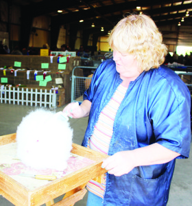 Sue Needle of Barrie was getting Sentinel, a 12-year-old French Angora ready for showing in the Rabbit Show.