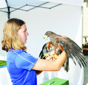 Nicole Morrison of Kingsport Environmental was on hand with a collection of interesting birds, including this 18-week-old Harris hawk that was being shown for the very first time.
