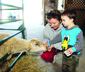 There were lots of hungry animals in Old McDonald's barn. Sona Bens from Brampton was helping Gabriel, 2, feed this sheep. Photos by Bill Rea
