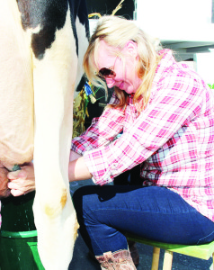The Town was represented in the team Milking Competition. Councillor Jennifer Innis had her hands full with this task.