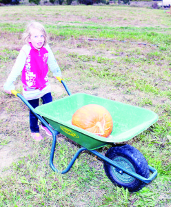 Emma Van Limburg, 6, of Palgrave found it was quite a task to push this wheelbarrow when it also contained a big pumpkin like this.