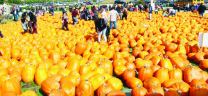 Downey's Farm Market has been a very busy place and that should continue until Halloween. Plenty of activities have been going on. What would a Pumpkinfest be without Pumpkins. There are lots and lots of them at Downey's.