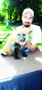 There were some interesting animals at the Salamander Festival, thanks to Creature Quest, based in Hillsburgh. Duane Bailey was taking care of Chaos, a five-month-old red fox.