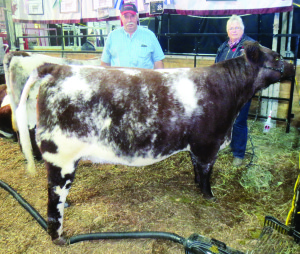 David and Leanne Currie of Flightpath near Inglewood were showing Flightpath Viva Blossom, a shorthorn female born Feb. 1, 2014 in the National Shorthorn Show. She finished fifth.