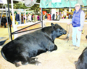 The Town of Caledon was well-represented at the Royal Agricultural Winter Fair in Toronto. Bill Jackson of Tullamore Farms was getting Tullamore Baloo 19A ready to be shown in the two-year-old Angus bull class, in which he finished fourth.