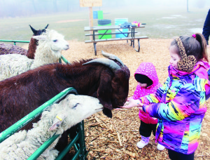 The fun activities include this petting zoo. Victoria Cribb, 2, of Brampton and her sister Ashley, 6, were happily feeding the animals.