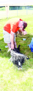 There were some interesting animals on display, thanks to Alex Bowman of Return to the Wild. He was looking after Elmer, an african crusted porcupine.