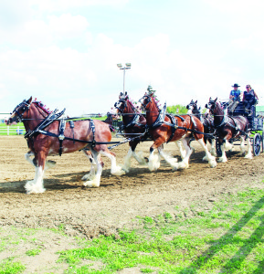 Pat and Abby Stokes of Brand AAA Farms in Caledon drove this team of clydesdales to victory in the six-horse hitch class in the Heavy Horse Show. Photos by Bill Rea
