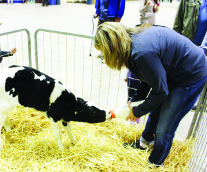 It's never too young to be attending the Fair. This bull calf, belonging to Bill and Nancy Reid of Caledon, was just born last Tuesday. He was being fed by Peel Dairy Educator Sandy Vesz.