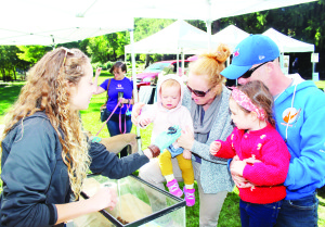 Belfountain was a fun place to be Saturday as the community hosted the annual Belfountain Salamander Festival. There were even Salamanders on hand. Sarah Labrie, a natural heritage assistant with Credit Valley Conservation was showing off this Jefferson Salamander. Charlotte De Bartolo, 1, of Cheltenham and her sister Norah, 3, were a little unsure about petting it, as their parents Marie and Ciaran looked on. Photo by Bill Rea