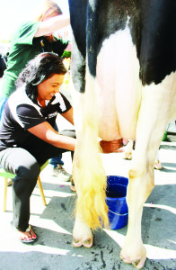 A Fall Fair is as good a time as any to practice milking a cow. Councillor Annette Groves proved she was up to the challenge.