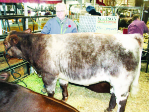 Joanne Currie of the Inglewood area Flightpath Registered Shorthorns is seen here with Dakota, a bull born Jan. 13, 2016.