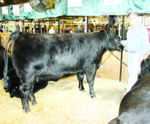 There is no shortage of prize livestock on display this week at the Royal Agricultural Winter Fair in Toronto. Chris Tye of Tullamore Farms is seen here with LLB Forever Lady, a yearling heifer. Photos by Bill Rea