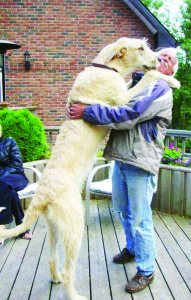 OWNERS LOOKING FOR MISSING  ‘GENTLE GIANT' The owners of a very gentle dog are anxious to get him back. Mack, a 200-pound tan Irish Wolfhound, went missing Jan. 3 in the area of Keele Street and the 17th Sideroad in King Township. Searches have been conducted, but as of press time, there was no word on Mack's whereabouts. Being a registered seniors and Alzheimer's therapy dog, he is very approachable, calm and friendly. If anyone has any information on him, contact Julie Allen at 416-949-0344 or 905-727-1932.