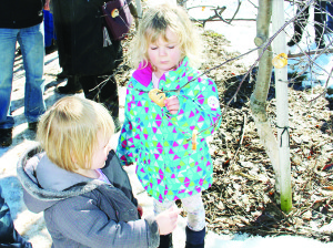 Part of the festivities included taking chunks of toast, soaking them in cider and sticking them on branches in the orchard. That's what Caroline Chambers, 2, of Caledon and her sister Alyssa, 4, were busy doing.
