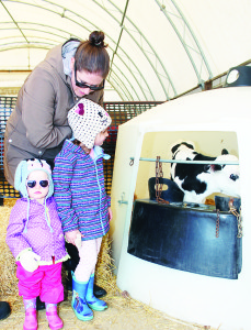 Sara Dow of Tottenham was showing her daughters Addison, 4, and Savannah, 20 months, this new Holstein calf.