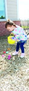 Briana Gallo, 2, of Georgetown was having no trouble finding Easter eggs during the hunt. Photos by Bill Rea